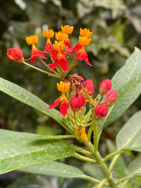 Some of the flora in the tropical biome