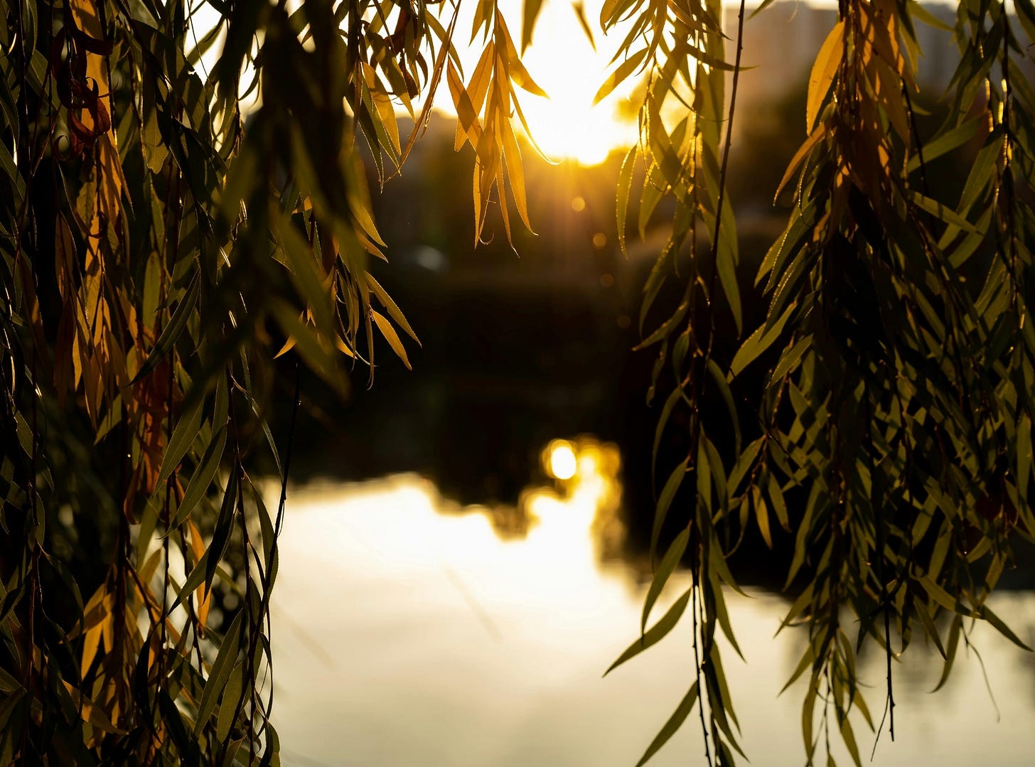 Golden sun glows through willow leaves overhanging a tranquil stream.