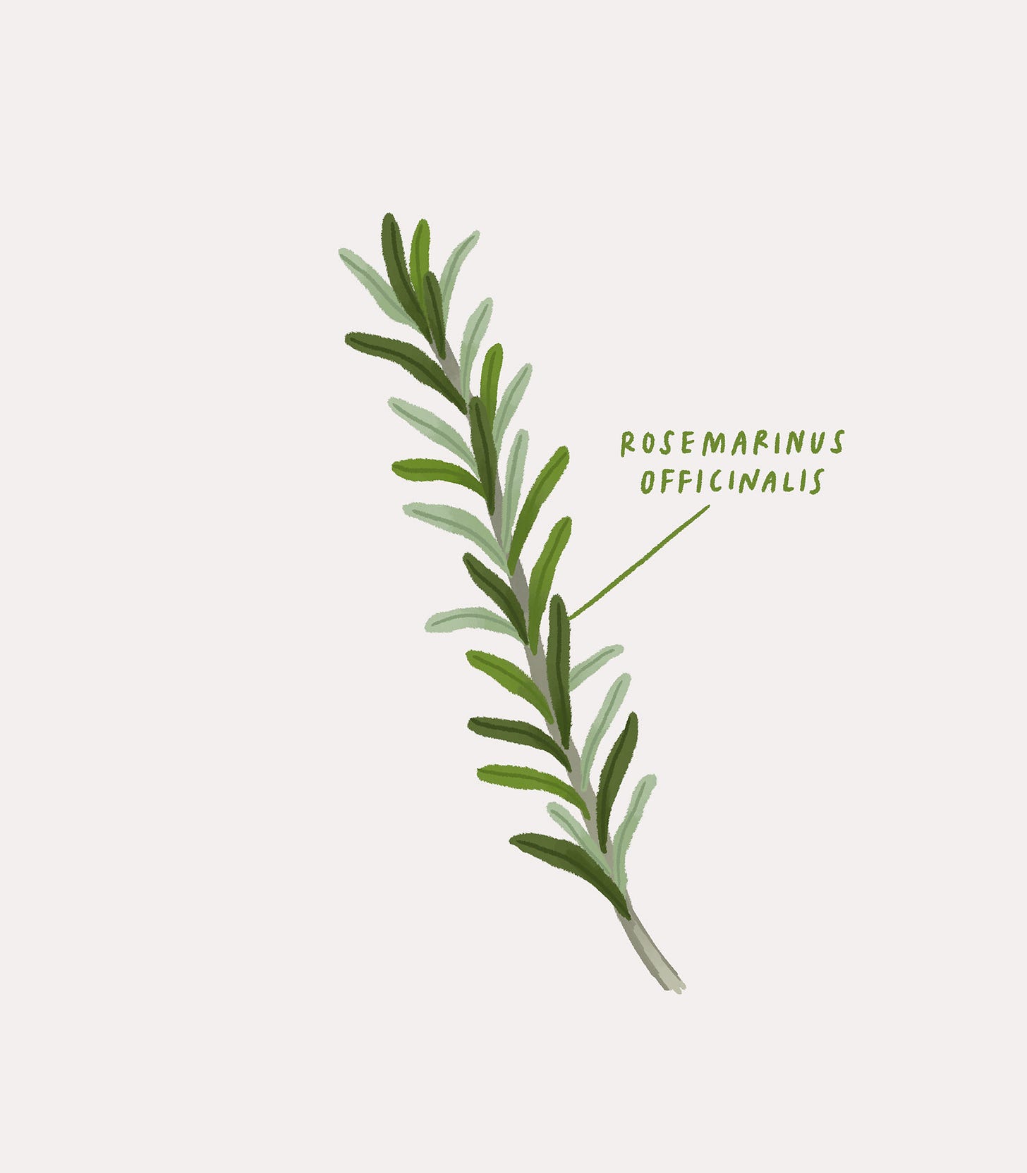 Rosemary plant botanical illustration Sophie Potter (7) | Images :: Behance Rosemary plant botanical illustration Sophie Potter (7) | Images :: Behance