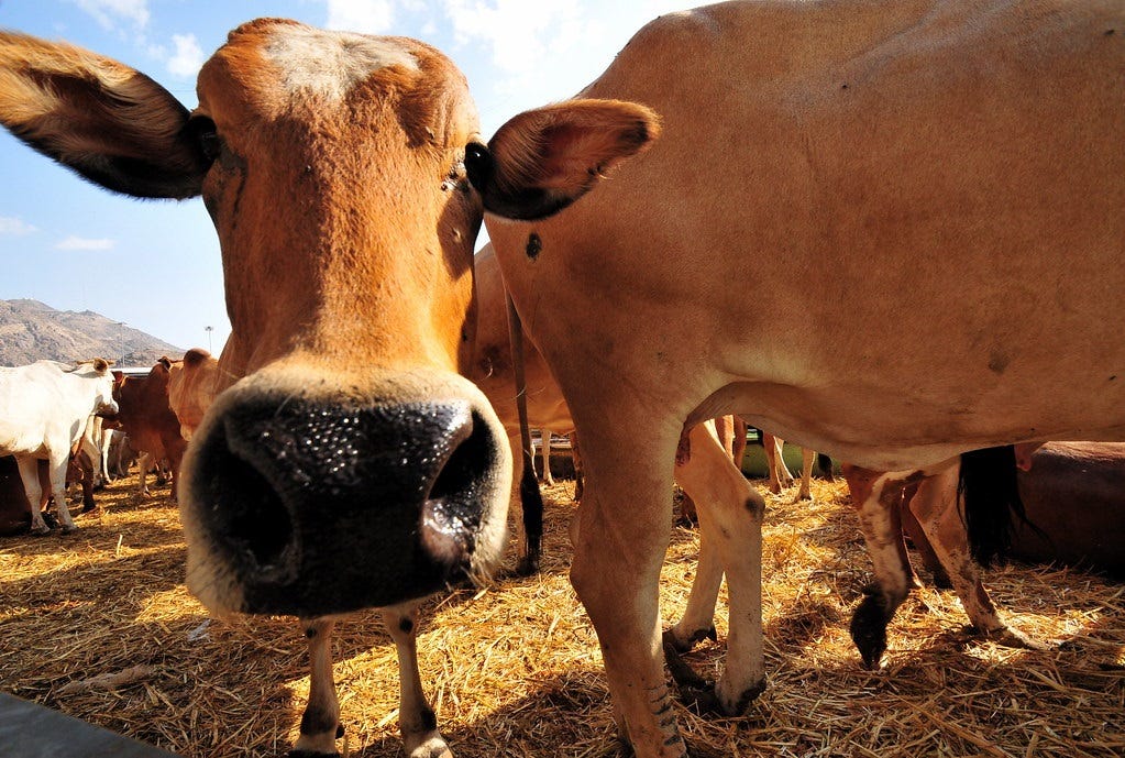 Photo of cattle in a pen, one cow's face is very close to the camera, comically distorted by the lens