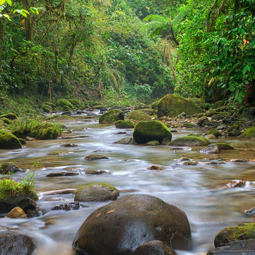 The Talamanca Review