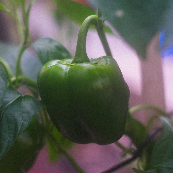 Shots of our green bell pepper plant — a tiny sprouting bell pepper and a larger green bell pepper ready for harvest.