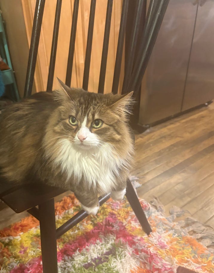 calico on wood chair, front paws dangling over the edge adorably; he is looking up with a floofy ruff and very green eyes