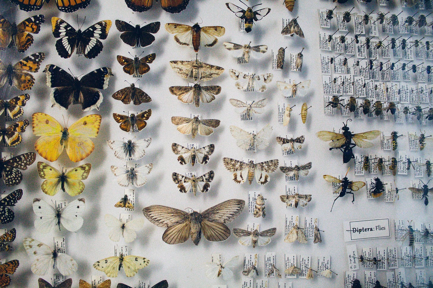 Evolution of species Evolution of species