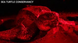 Female leatherback turtle travels 7,000 miles from Panama to North Atlantic and back to Florida Female leatherback turtle travels 7,000 miles from Panama to North Atlantic and back to Florida