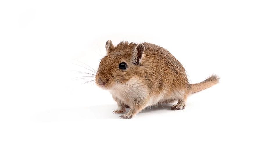 Mongolian Gerbil | Charles River