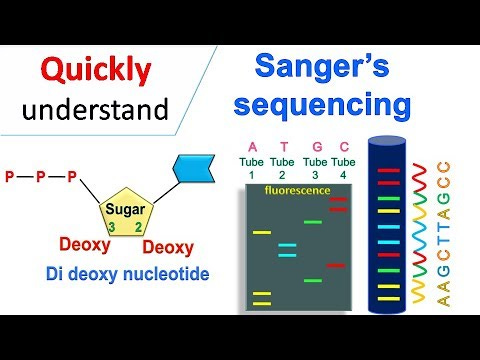 Sanger sequencing - YouTube Sanger sequencing - YouTube