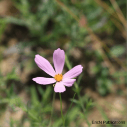 Wild Cosmos