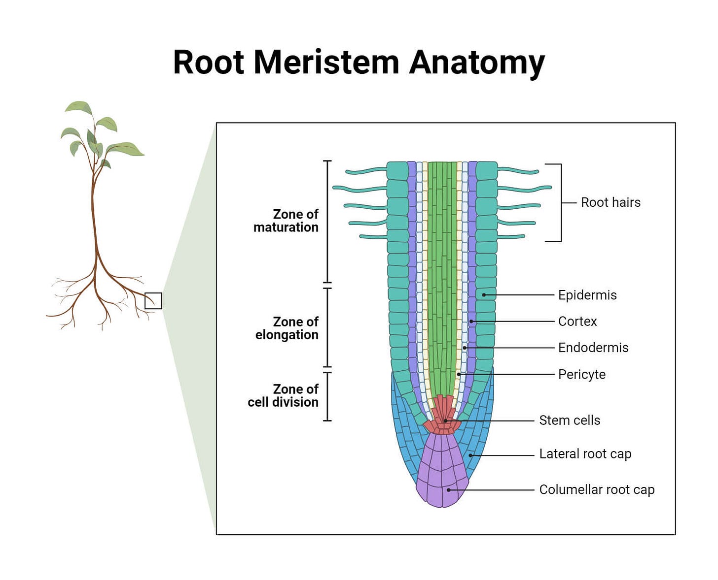 Types of Plant Tissues: Meristematic and Permanent Tissue