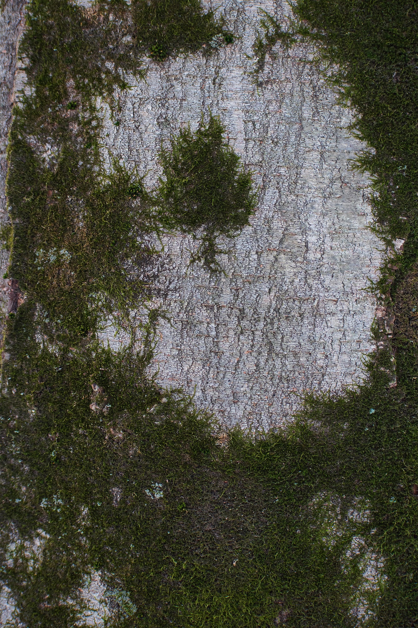A photo by Rita Aida of a gray tree bark with just less than half of it sporadically covered in green moss. There's a kind of river of bark nestled in the moss particularly on the right side of the bark as pictured. A photo by Rita Aida of a gray tree bark with just less than half of it sporadically covered in green moss. There's a kind of river of bark nestled in the moss particularly on the right side of the bark as pictured.