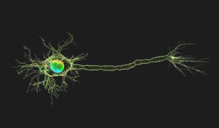 Motor Neuron Photograph by K H Fung/science Photo Library - Fine Art America