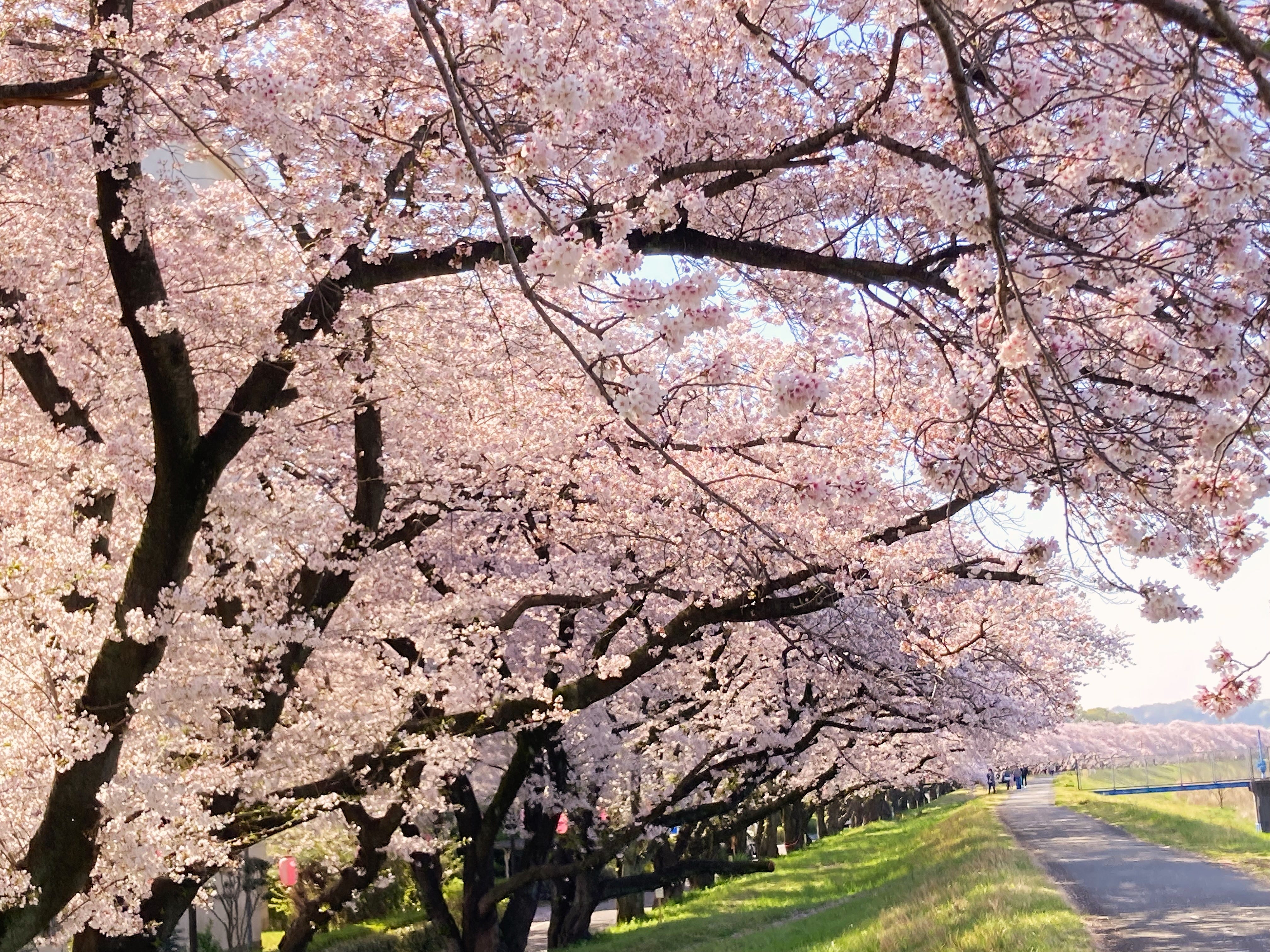 142 Cherry Blossom Forecast (1) - by Hideo Tanikawa
