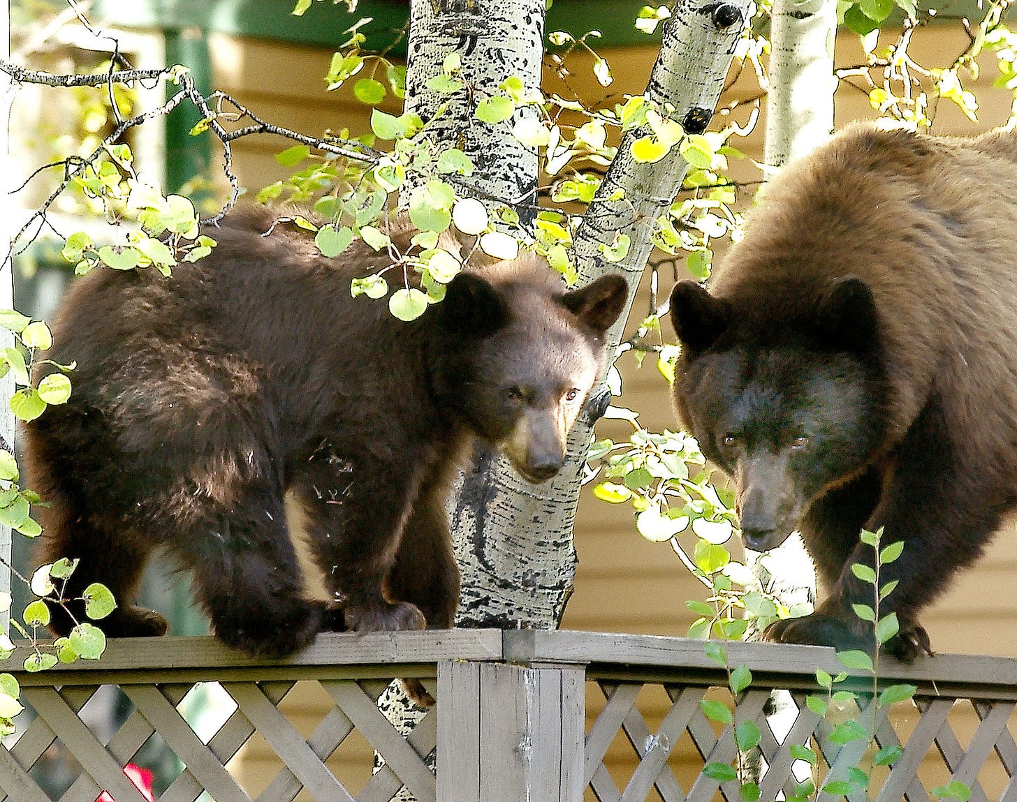 Colorado black bear mama and cub on fence