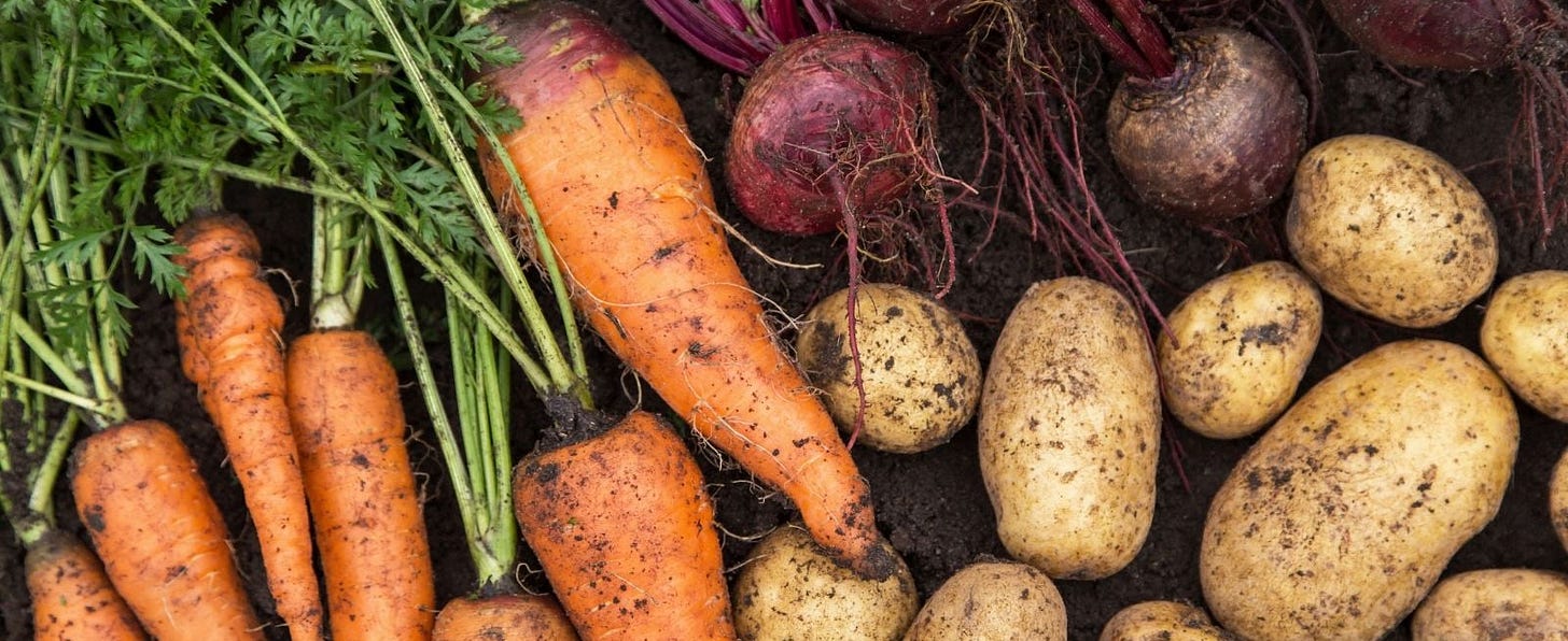 13 Delicious Root Vegetables You Should Grow This Year
