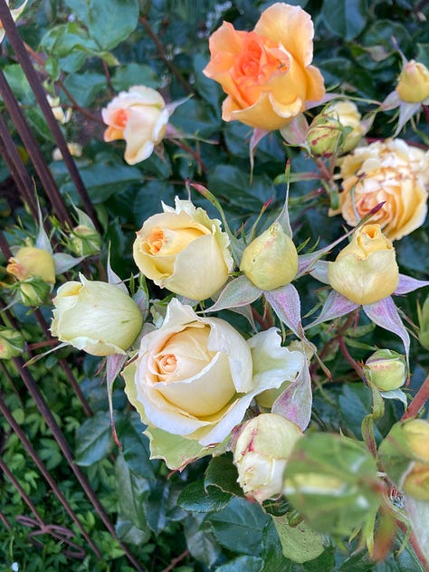 roses, dogwood, roses