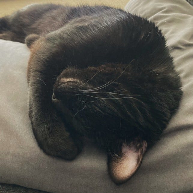 A gallery of four pictures of Sprite, a close up his face sideways, a closeup of his face poking out of a blanket, him stretching on his back on the couch, and him covering his faced with his paw.