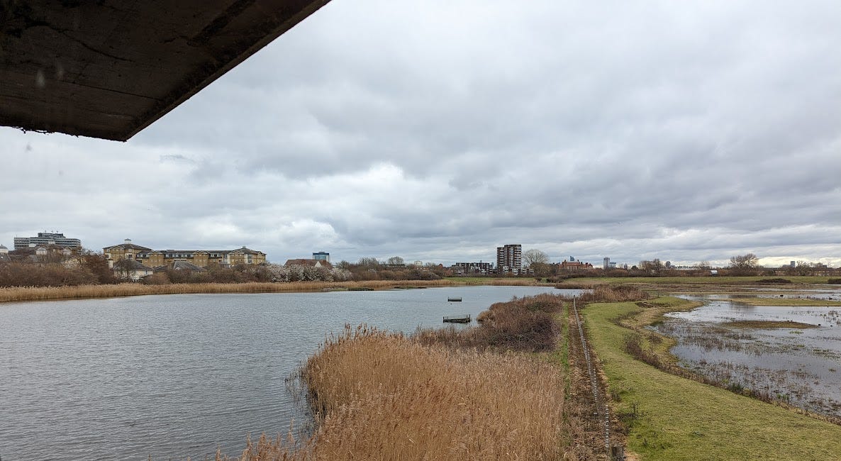 Urban Rewilding: WWT Wetlands in Barnes Part 1