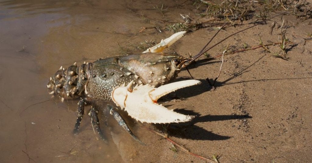 a murray crayfish