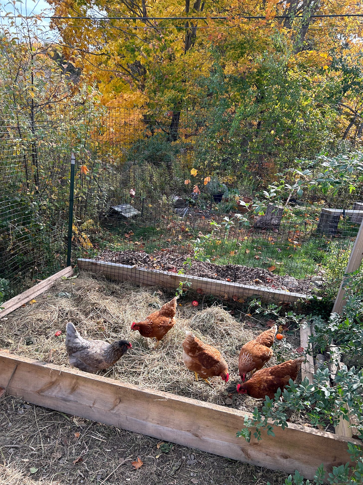 chicken coop
