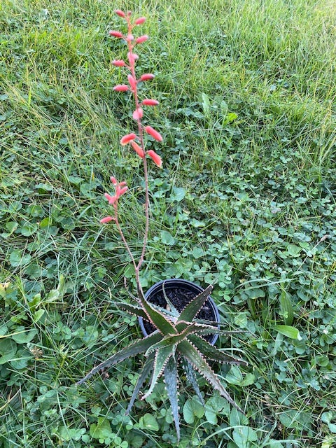 Surprise!   One of our ornamental Aloe plants produced flowers in late summer