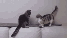 two cats are playing on a couch and one of them is standing on the couch . two cats are playing on a couch and one of them is standing on the couch .