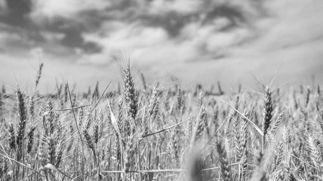 wheat field wheat field