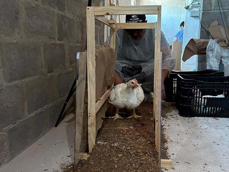 Em uma tenda que abriga um criadouro de frangos, iluminada por lâmpadas, homem vestido de preto segura uma ave, enquanto outro homem, com uma capa de proteção, faz anotações em uma prancheta