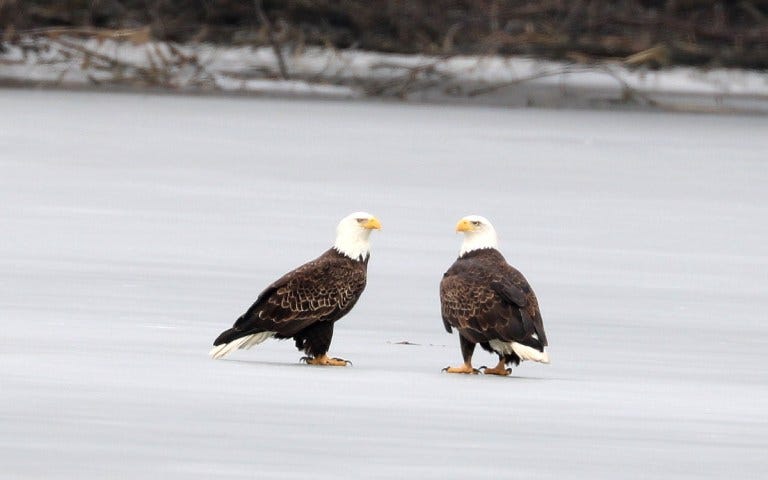 Large white-headed black birds with bright yellow legs and sharp talons face each other on the frozen marsh ice.