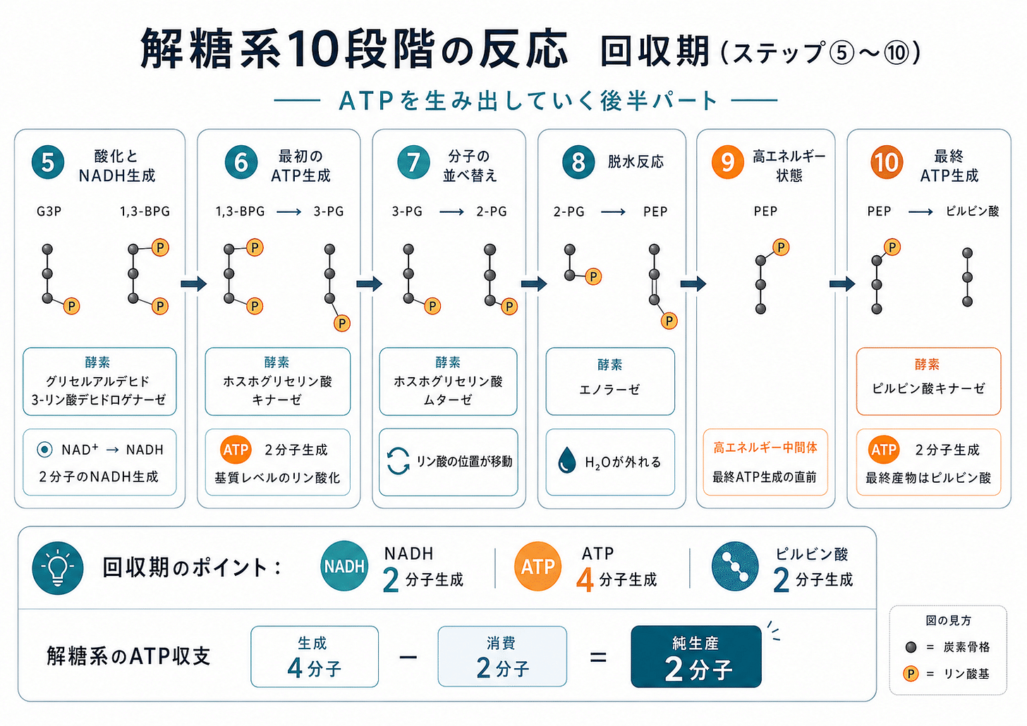 解糖系_ATP_エネルギー_慢性疲労_グルコース | 精密栄養学