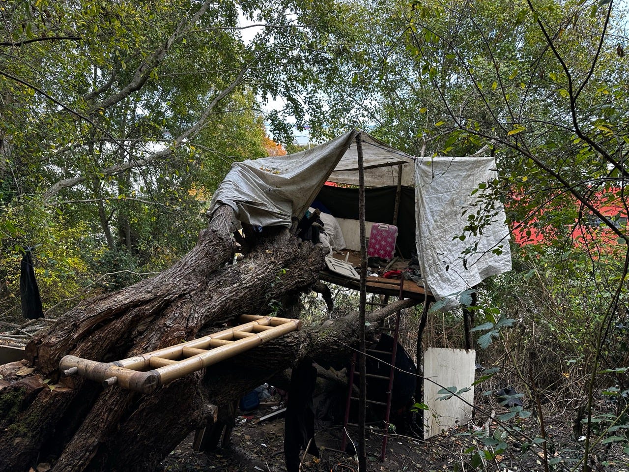 A tree with a tent and ladder

Description automatically generated