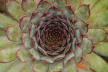 Emergent Spiral