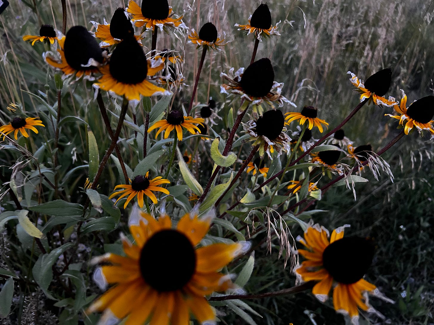 A close-up of a patch of black-eyed Susans in a field