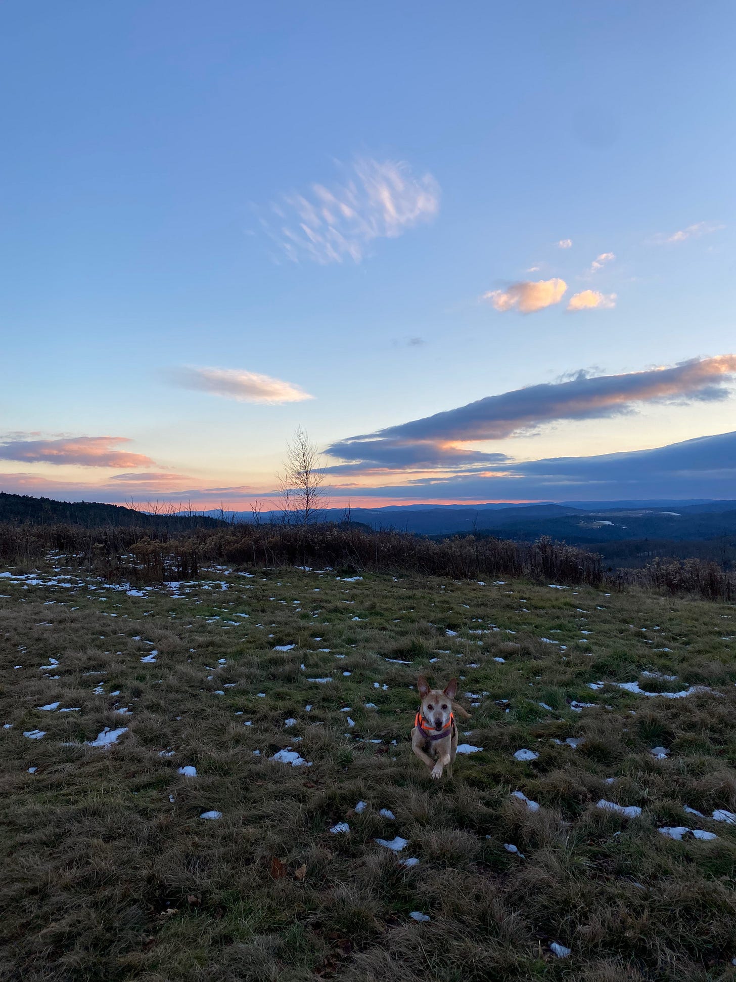 Nessa bounding on the ridge at sunset. The sky is pink and purple. Her front paws are lifted off the ground and her ears are perked.