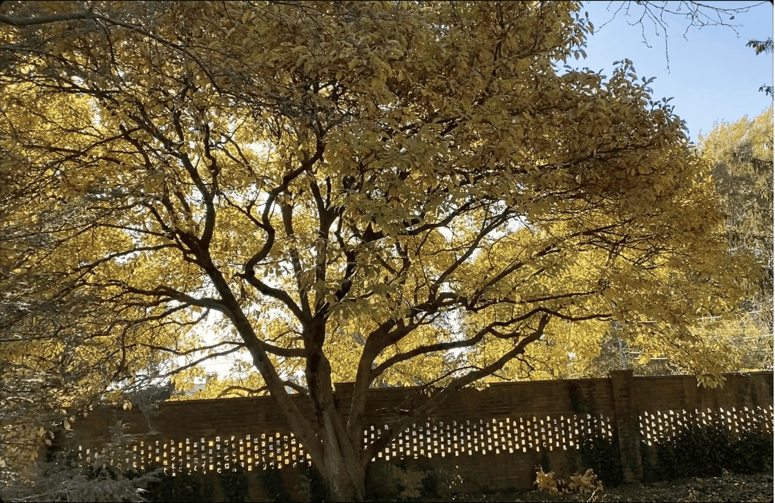 A vibrant yellow-leaved tree stands against a backdrop of a patterned brick wall, showcasing the beauty of autumn foliage, My Forever Son, Healing from Grief: Nature's Resilience and Hope, My Forever Son