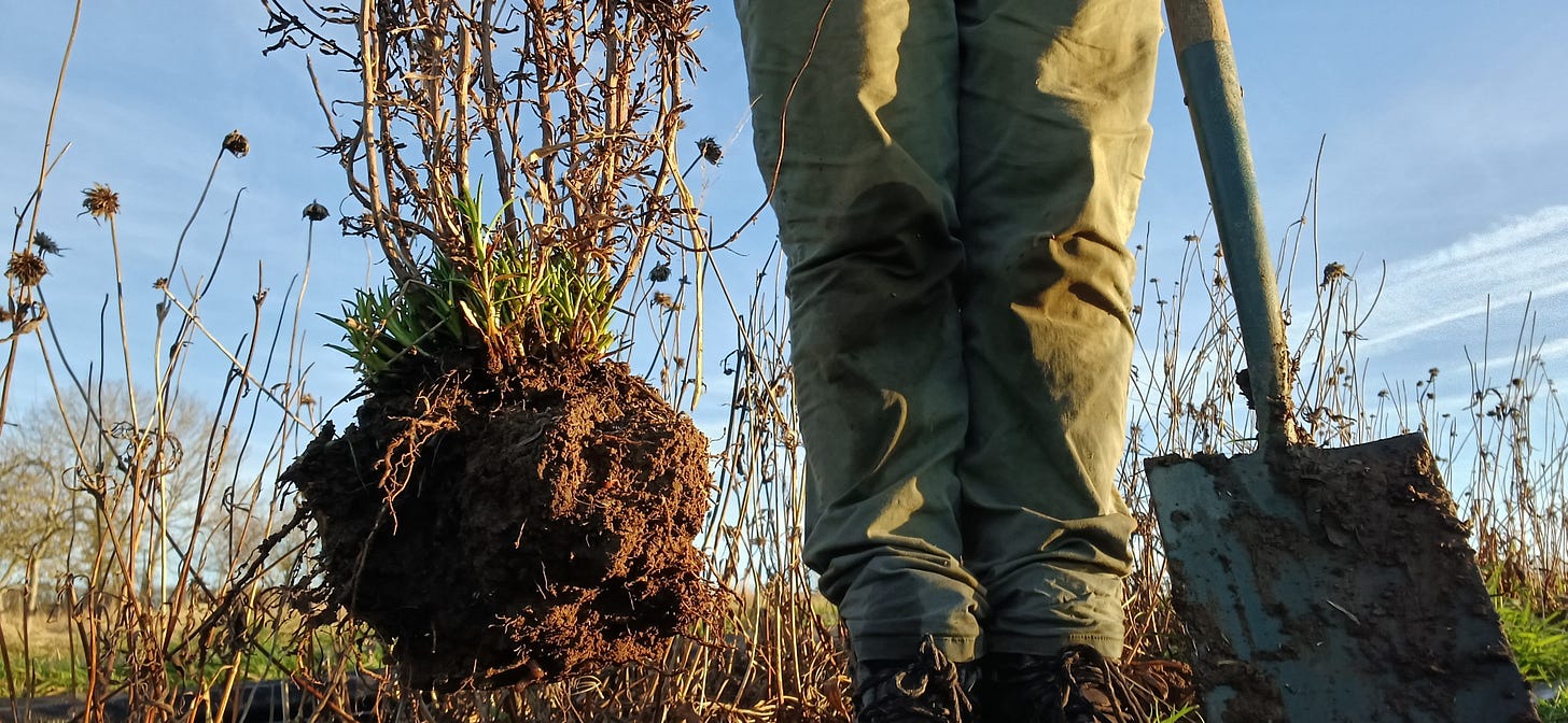 Achillea the Pearl, muddy boots and a spade.