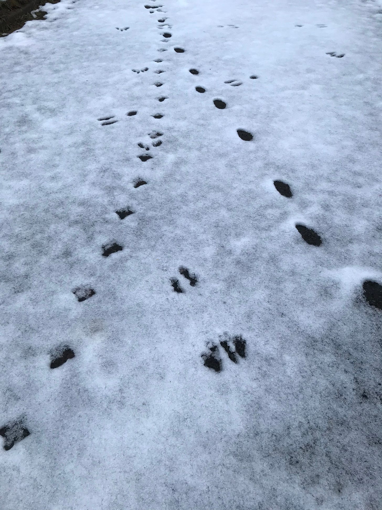 lightly dusted ground with intersecting footprints of different species in the snow.