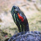 人類、ついにカメを研究し始める