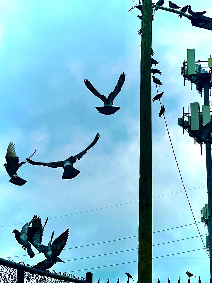 A row of pigeons perched closely together on a black metal fence topped with barbed wire. The birds face mostly left, forming a line against a pale, overcast sky. Behind the fence, a grassy embankment leads down to visible railroad tracks, and a concrete overpass is partially visible in the background. Photo by Doodleslice 2025