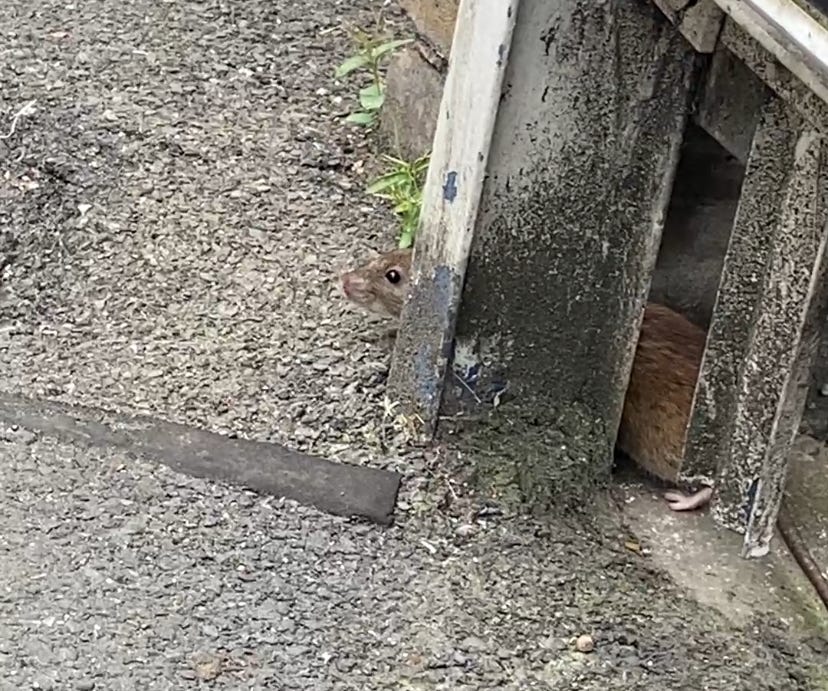 a london rat peeping out from behind a metal fence