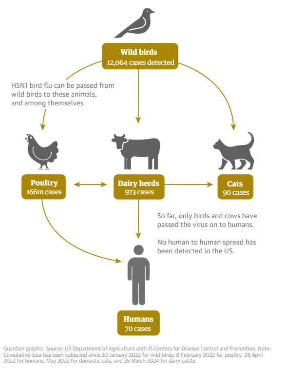 Graphic showing the numbers of infections to date already given in the paragraph text above.