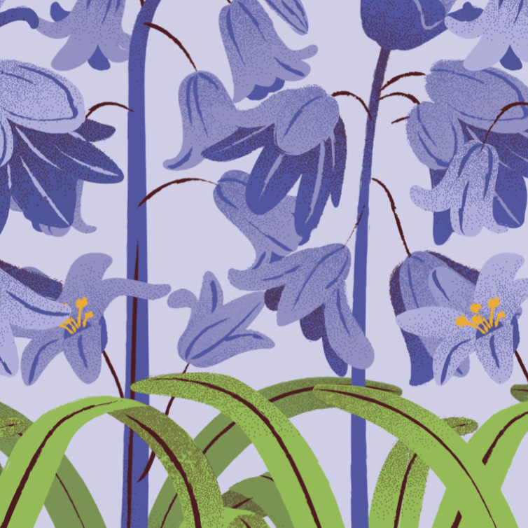 August's Bluebell Garden