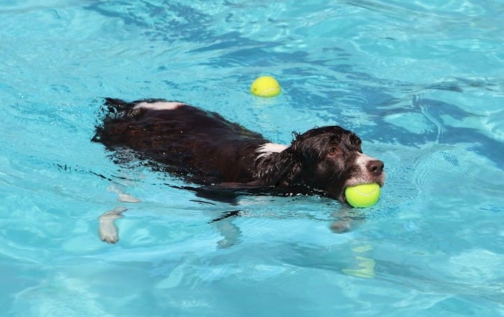 a dog swimming in a pool with a tennis ball in its mouth
