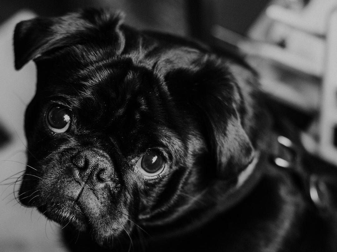 black pug in black and white