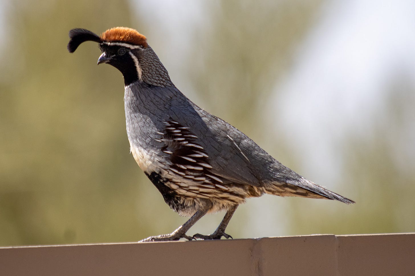 a Gambel's Quail sitting on a fence