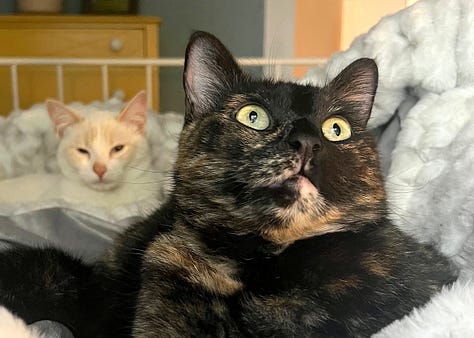 A gallery of 3 Morticia pictures showing her lounging, sleeping, and a funny expression