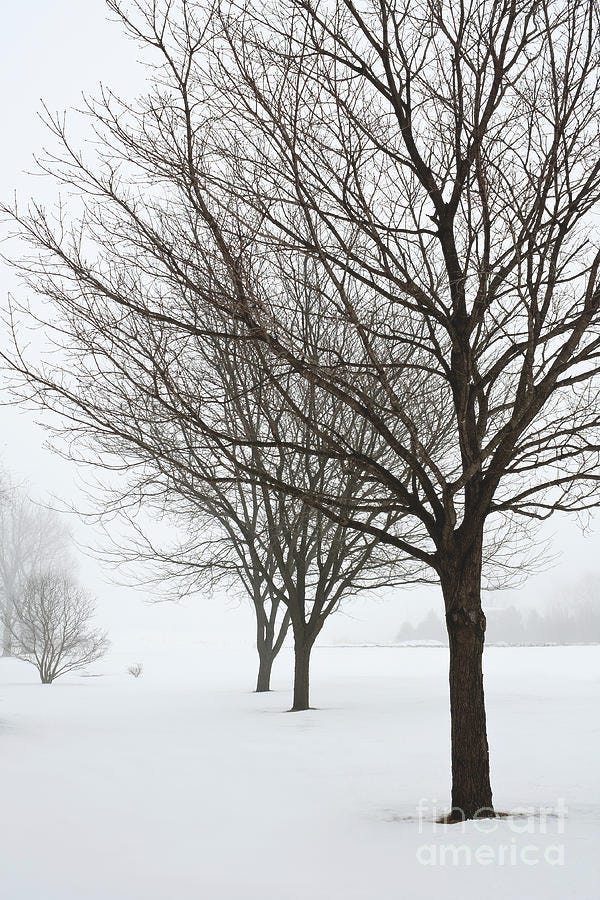 Bare Winter Trees by Sharon Foelz
