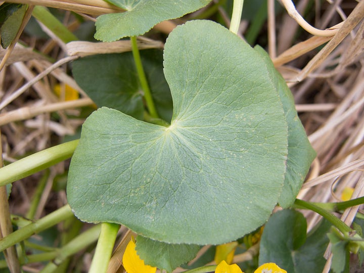 Marsh Marigold plants and parts.  