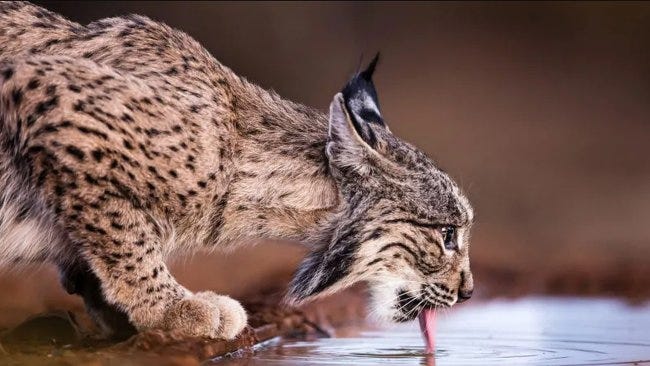 Un lynx d'Ibérie