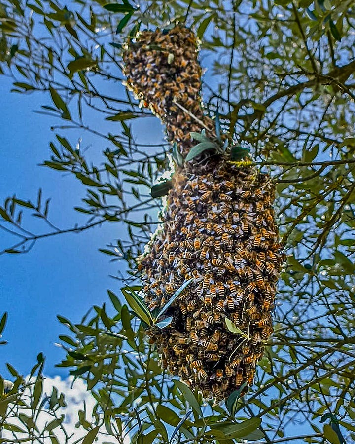Bees making honey