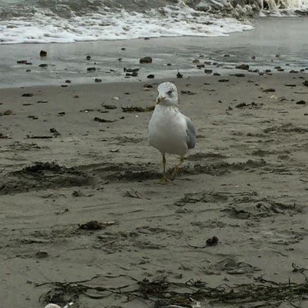 Cathryn’s Substack